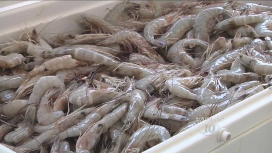 Shrimp_1536447488249.jpg