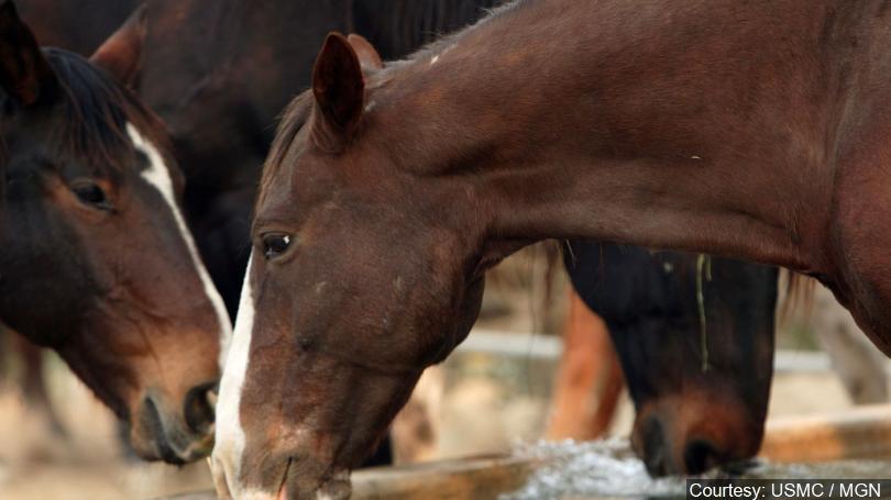 horses-generic_720_1536177647706.jpg
