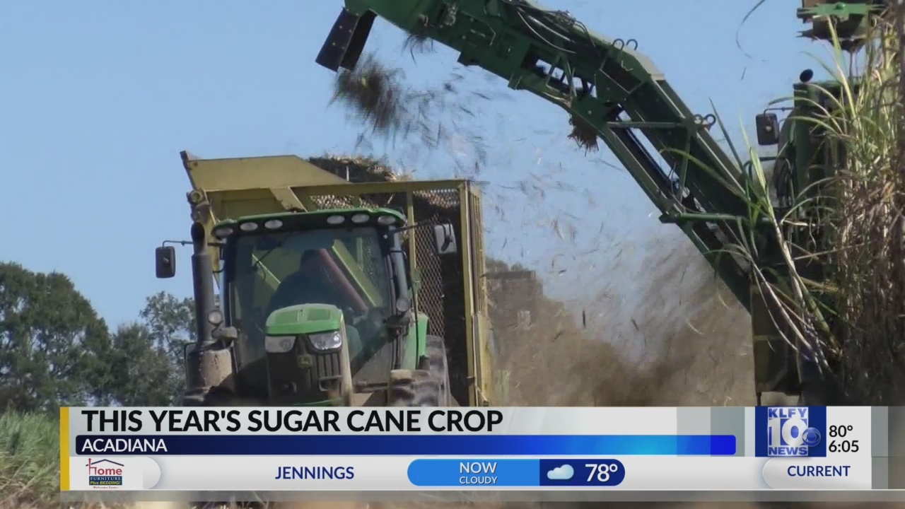 Sugarcane Season