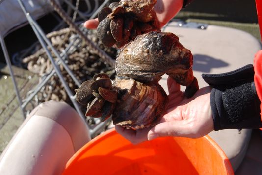 Oysters Southwest La_1543010962216.jpg.jpg