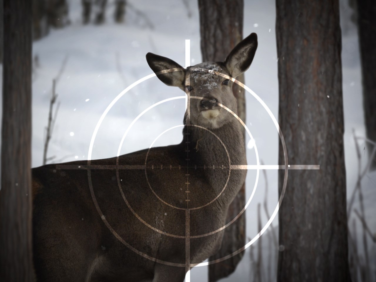 deer hunting_384468