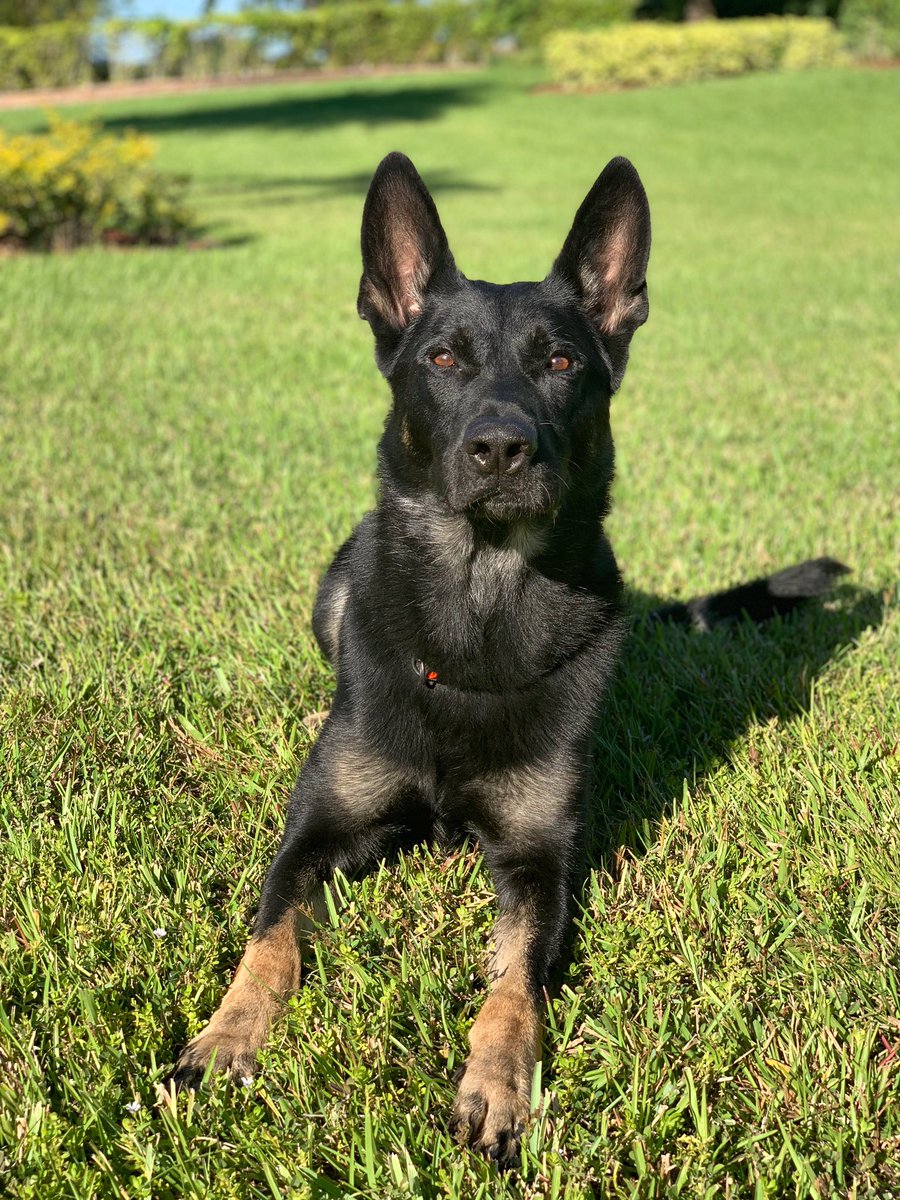 Cigo K9 Twitter_1545768871483.jpg.jpg