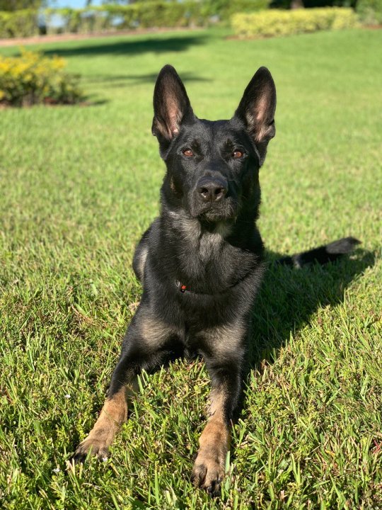 Cigo K9 Twitter_1545768871483.jpg.jpg