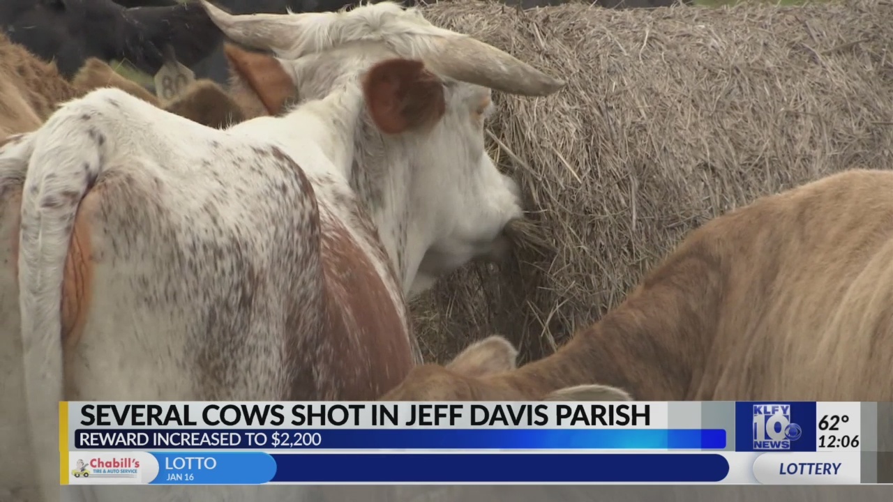 Reward increased for cattle shooting information