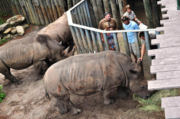 rhino-encounters-7_1546385736690.jpg