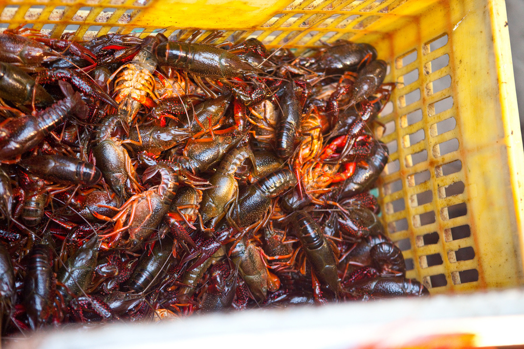 Crawlfish