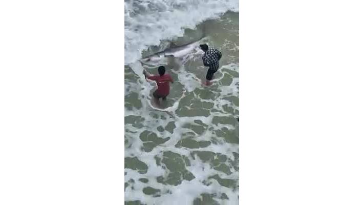 Great_White_caught_in_Navarre_1_20190226230608-842137442