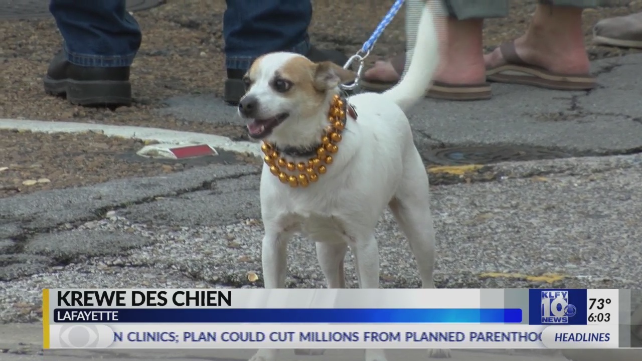 Top dogs take part in Krewe des Chien Parade