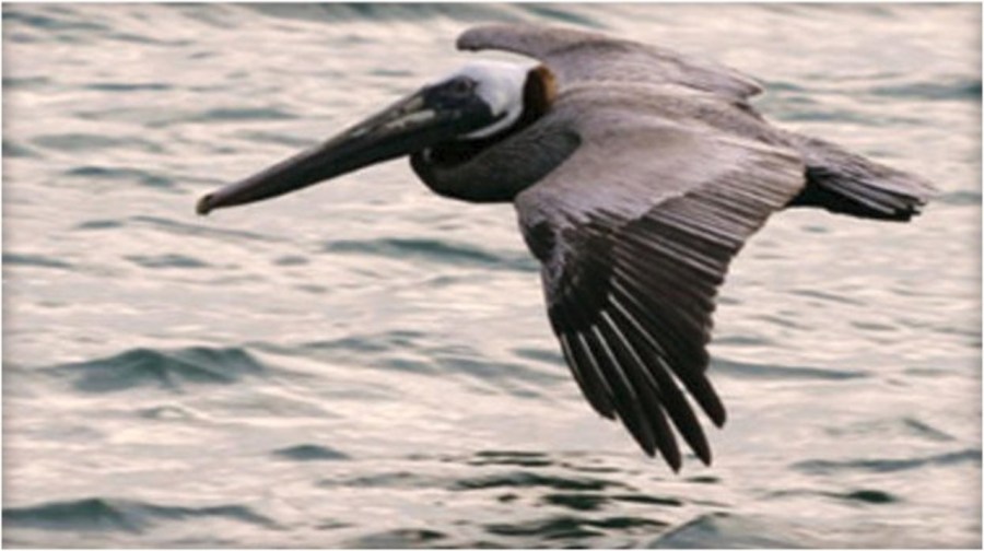brown pelican_1550684843082.jpg.jpg