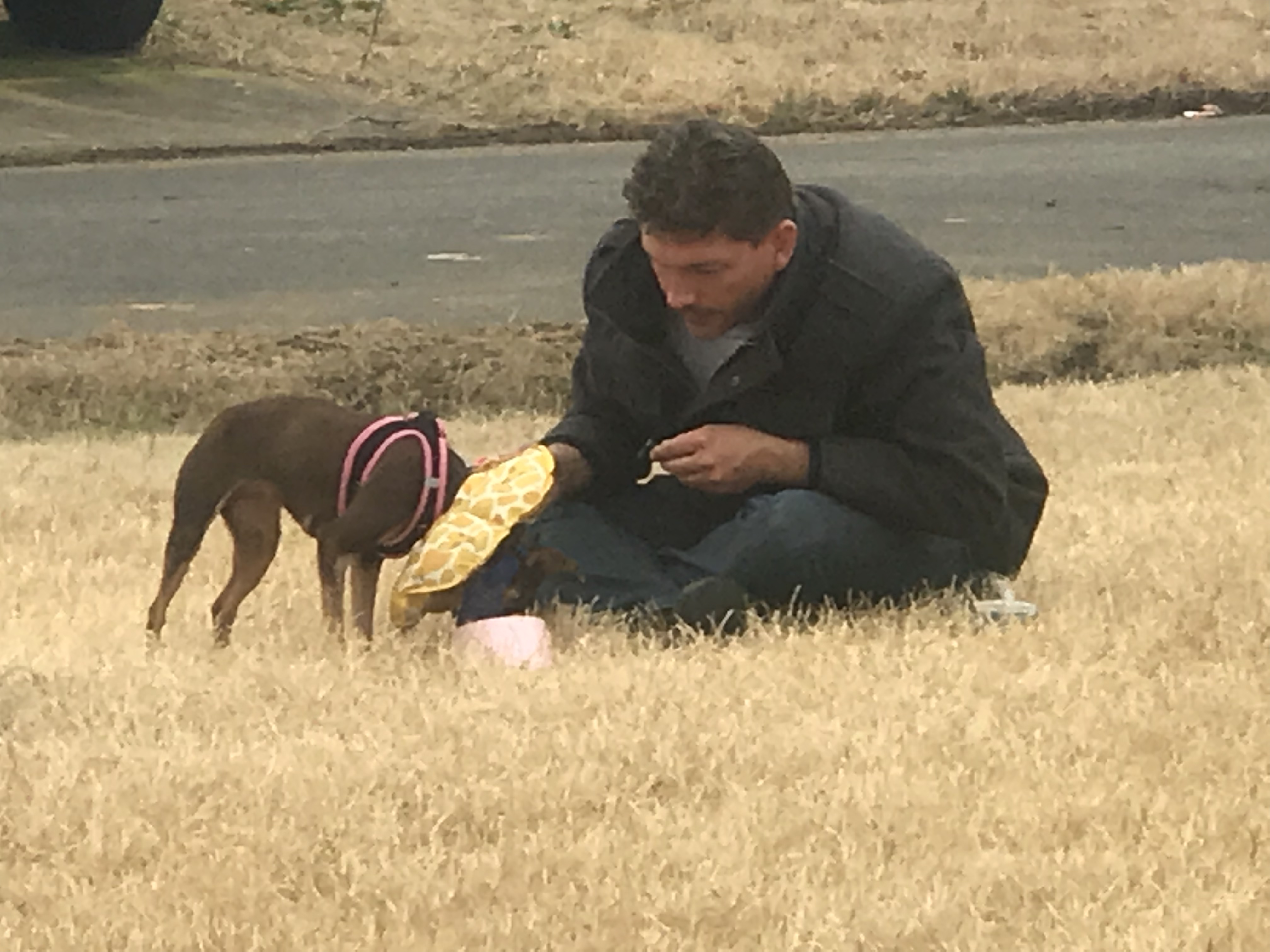 dog shot_1549405652058.jpeg-118809306.jpg