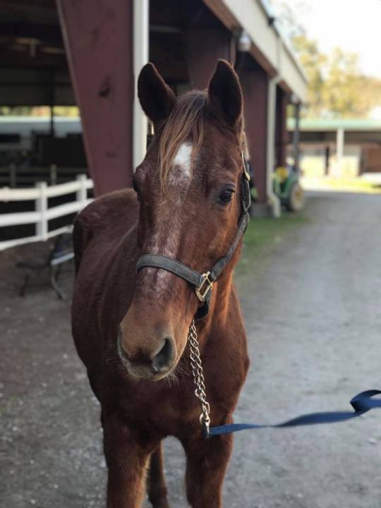 mardi gras horse_1550778735717.jpg.jpg