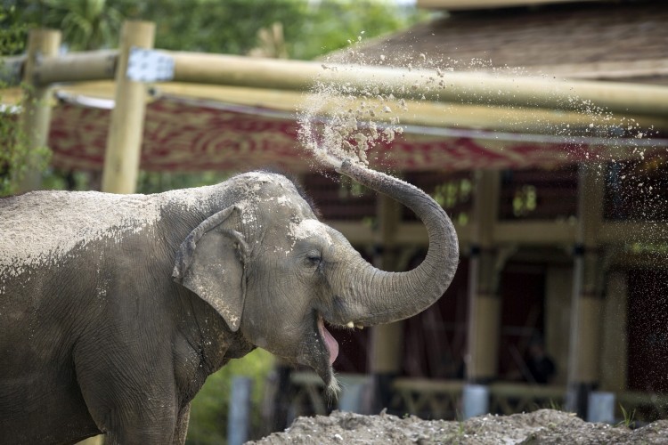 Panya the Elephant_1551990692664.jpg.jpg