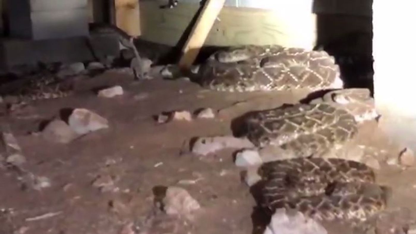 Snakes under home_1553102419554.JPG.jpg