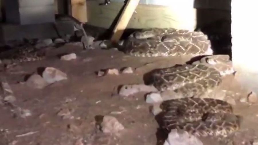 Snakes under home_1553102419554.JPG.jpg