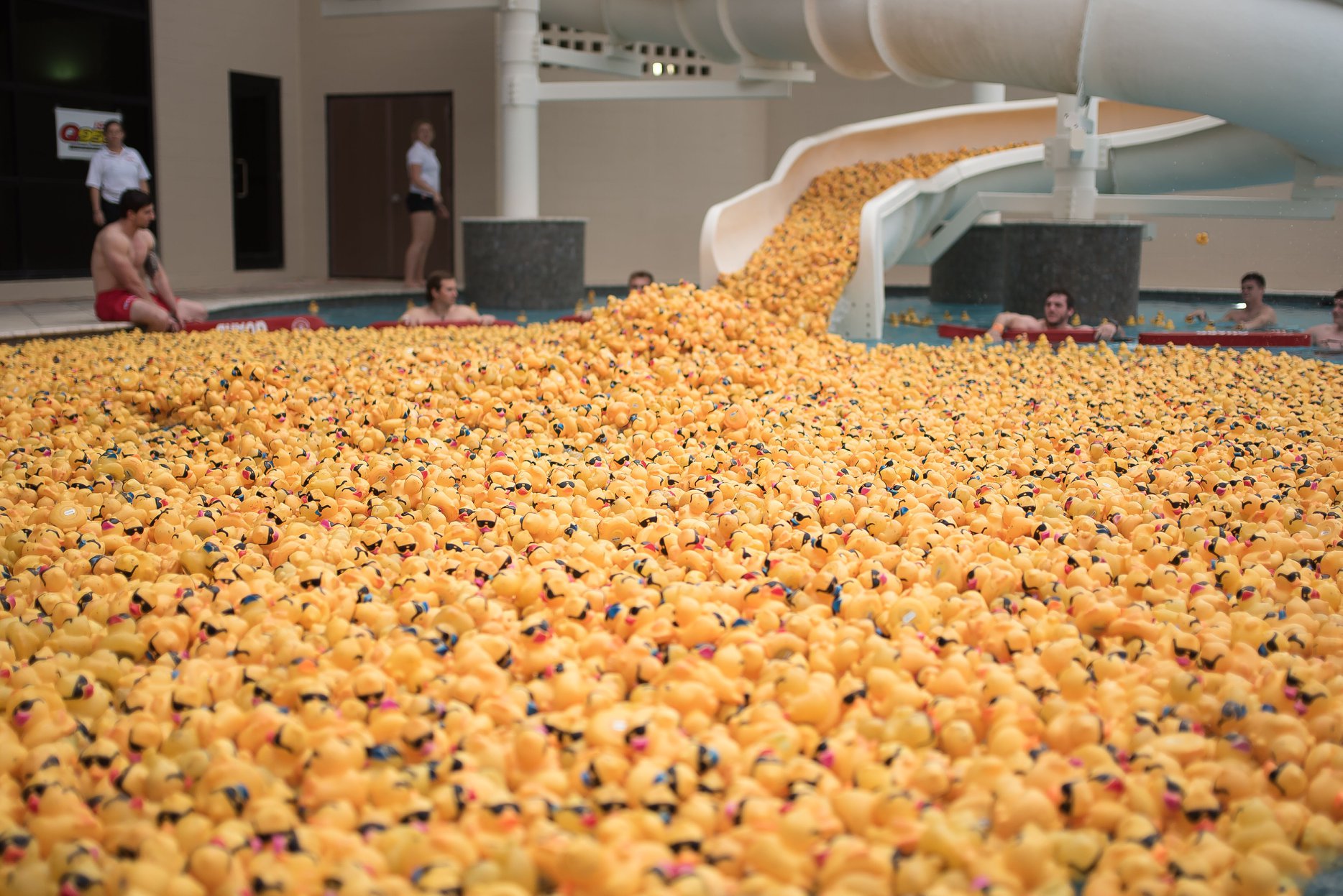 Ducks_1554939058568.jpg
