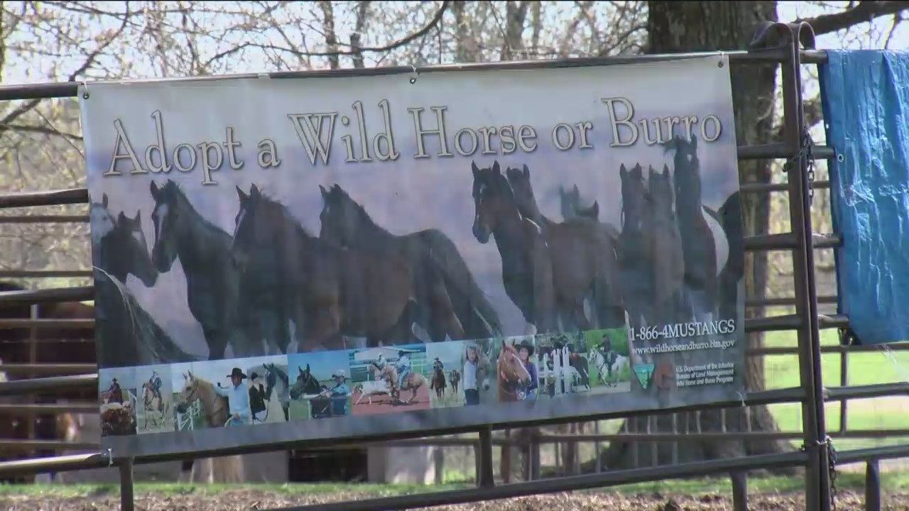 Incentives_Offered_to_Adopt_Wild_Horses_0_20190409230644-54729047