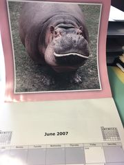 1e84de22-200f-41e0-92b4-eae1e994aa46-Hippo_1556999901900.jpg