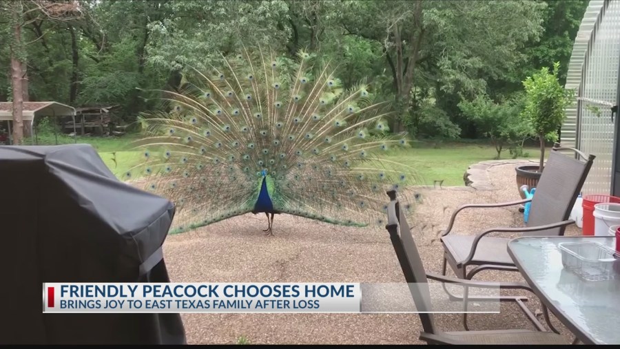 Friendly_Peacock_chooses_East_Texas_fami_0_20190514231918-3156084