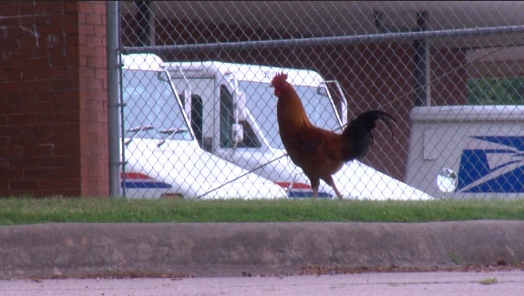 ROOSTER WEB_1557886719839.jpg-118809306.jpg