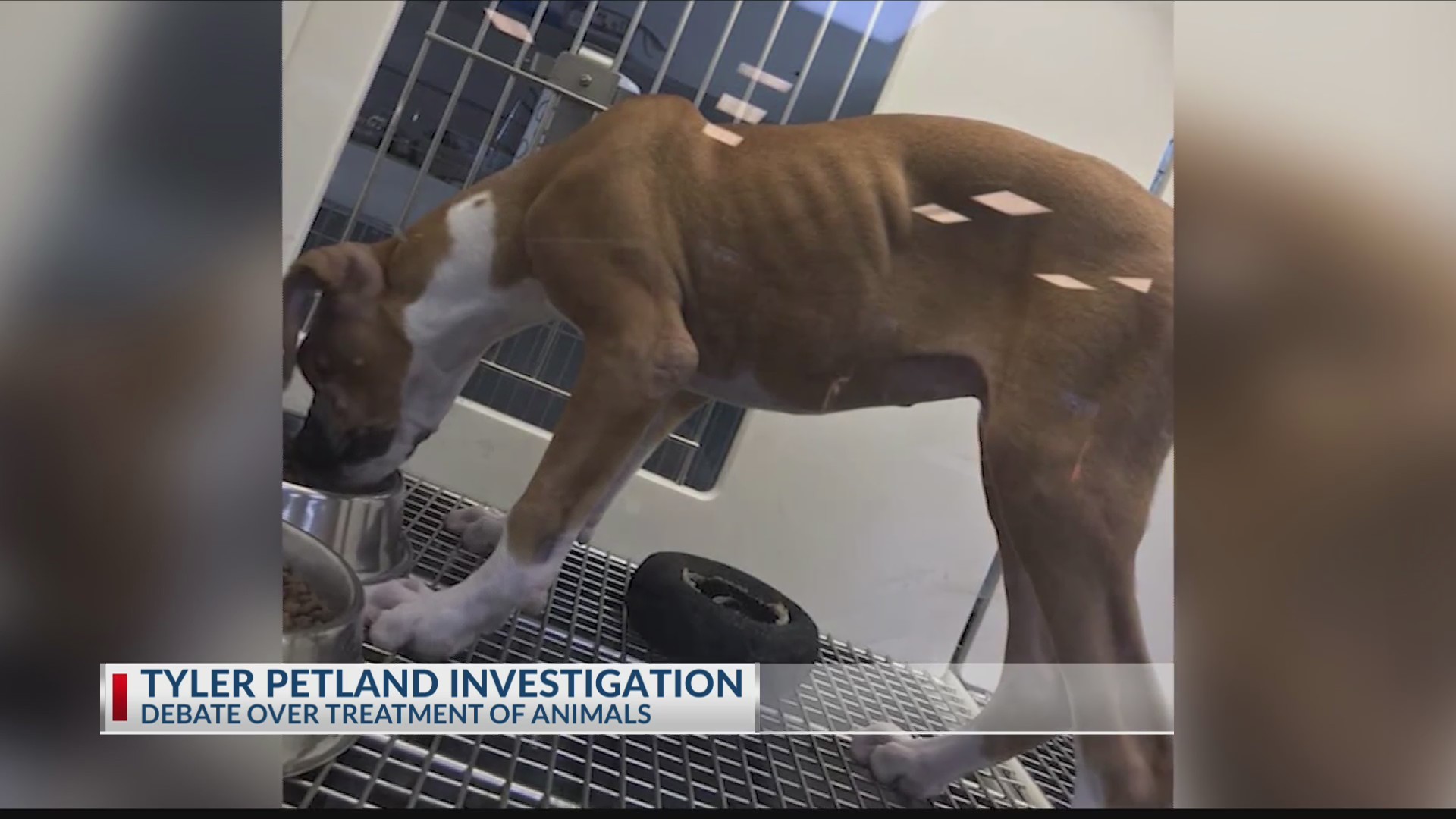 PETLAND_INVESTIGATION__Local_veterinaria_0_20190611031833-3156084