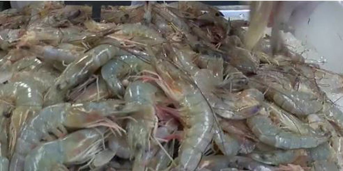 shrimp_1560717428943.jfif.jpg
