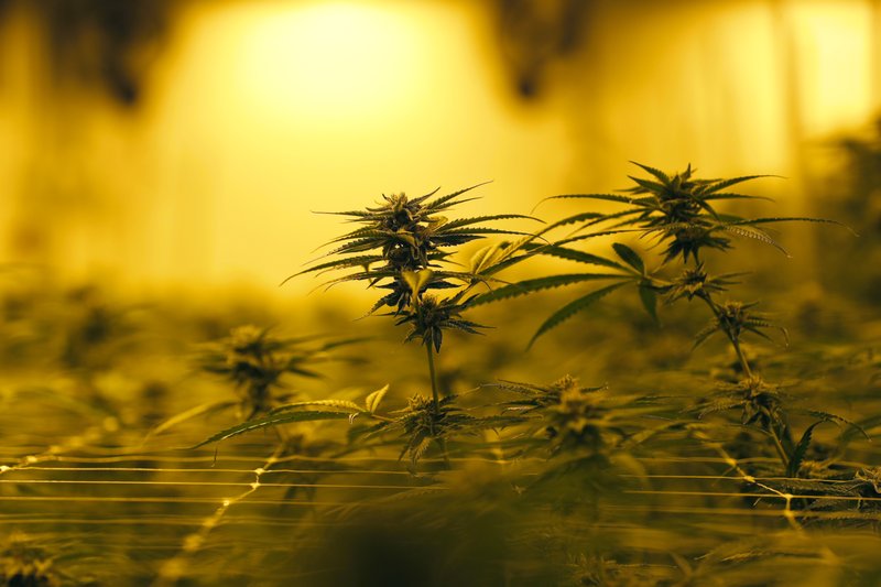 FILE - In this Aug. 6, 2019, file photo file photo, Marijuana plants growing under special grow lights, at GB Sciences Louisiana, in Baton Rouge, La. State lawmakers are poised to greatly expand Louisiana's medical marijuana to make more people eligible for the treatment, under a bill that continued Wednesday, May 20, 2020, to speed toward final passage. (AP Photo/Gerald Herbert, File)