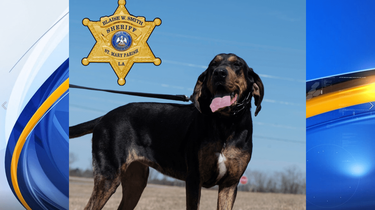 St. Mary Parish Sheriff's Office new K-9 officer, Ellie Belle