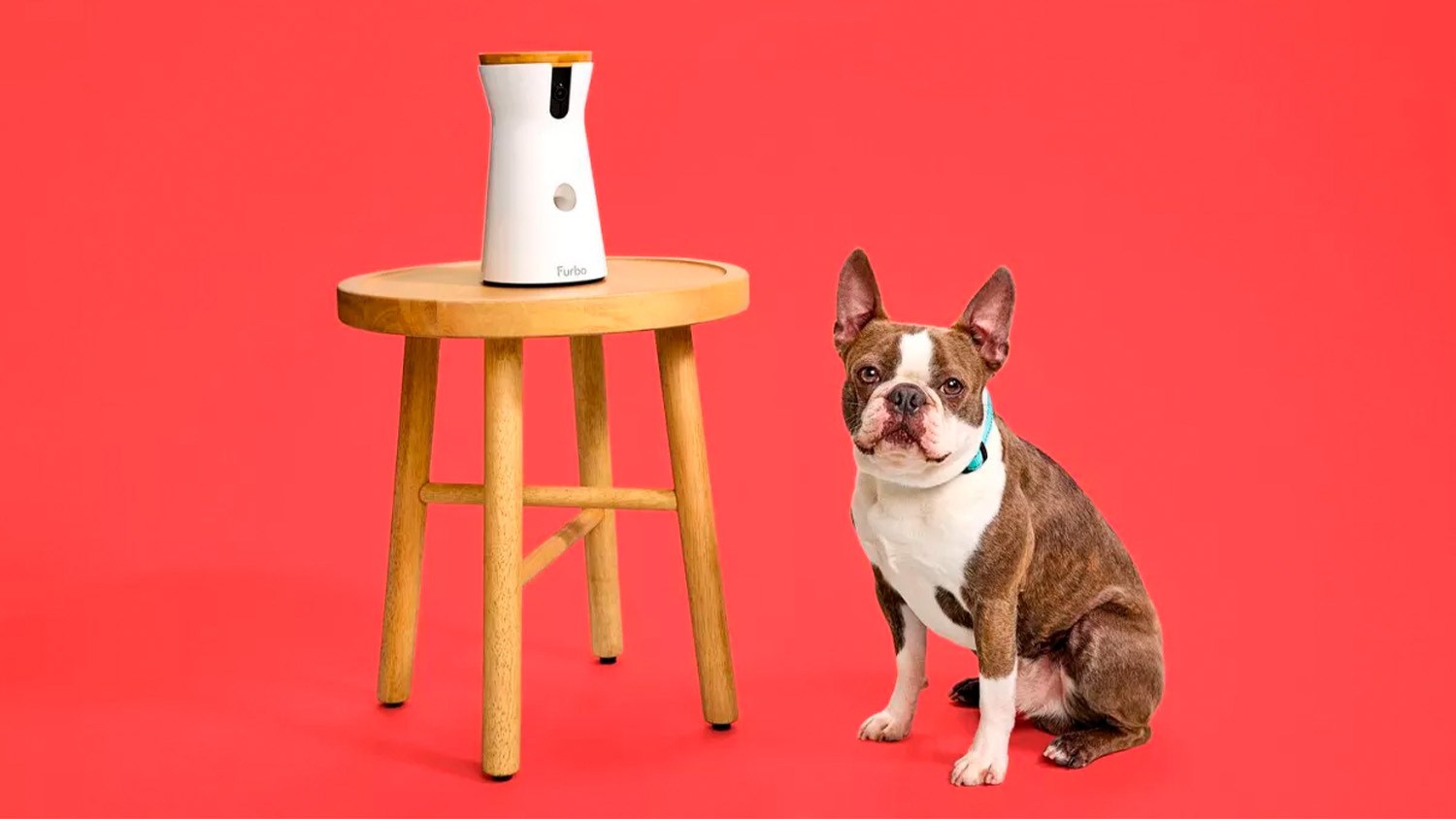 Adobe Stock / The biggest deals of Amazon Pet Day